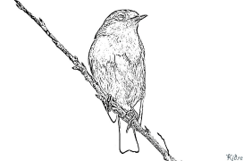 Turai robin Shafukan Masu Launi Da Ake Bugawa